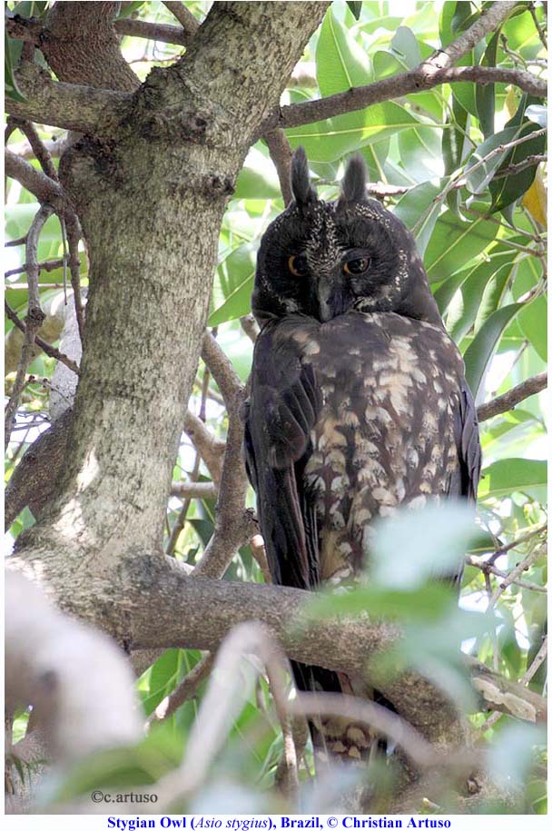 Stygian Owl looks down from its roost in the foliage by Christian Artuso