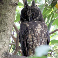 Stygian Owl