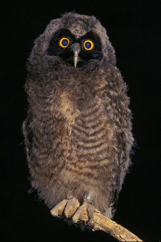 Young Stygian Owl perched on the end of a broken branch at night by José Carlos Motta-Junior