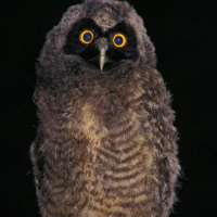 Stygian Owl