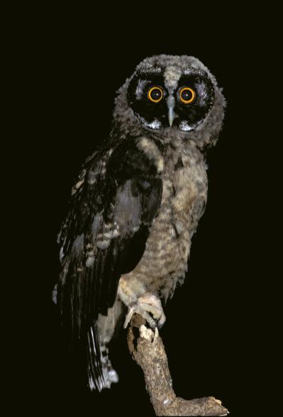 Side view of a young Stygian Owl looking at us by José Carlos Motta-Junior