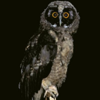 Stygian Owl