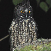 Stygian Owl