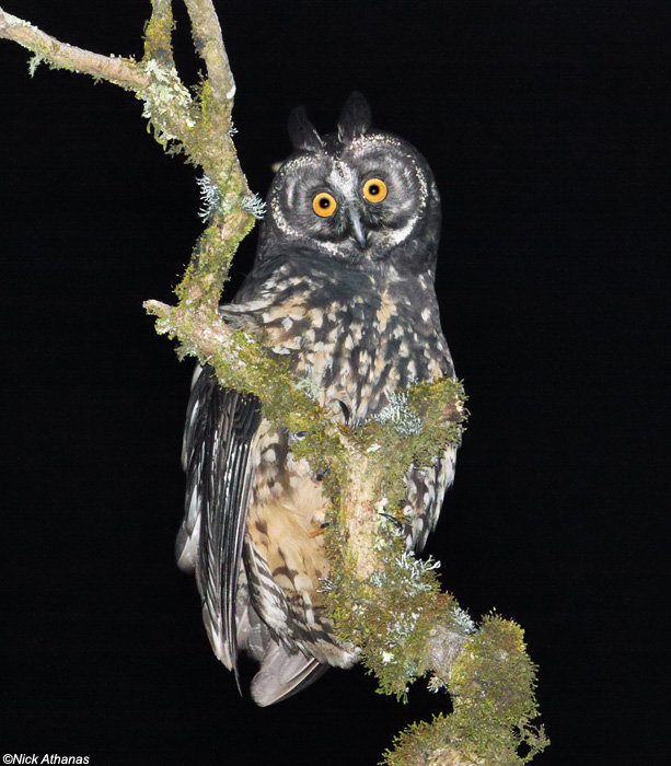 Stygian Owl looks down from a mossy branch at night by Nick Athanas