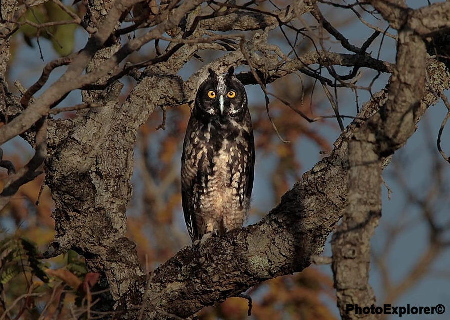 Stygian Owl standing in the fork of a tree by Nunes D'Acosta