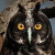 Stygian Owl