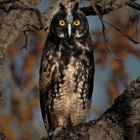 Stygian Owl