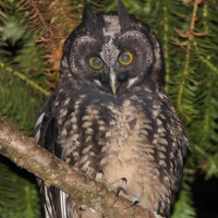 Stygian Owl