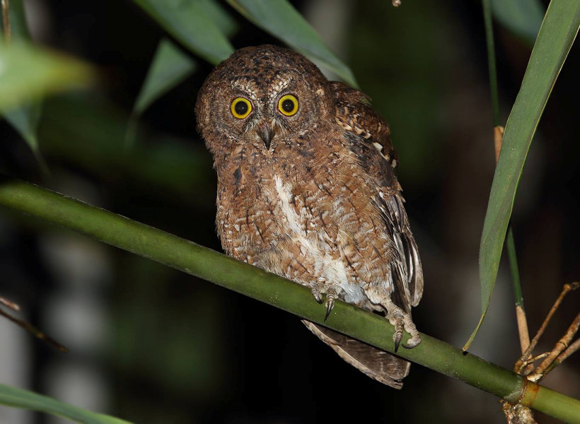 Sula Scops Owl leaning over on a small branch at night by Rob Hutchinson