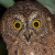 Sula Scops Owl