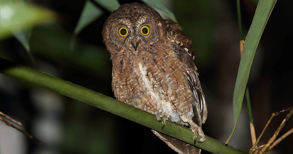 Sula Scops Owl (Otus sulaensis) - Information, Pictures - The Owl Pages