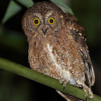 Sula Scops Owl