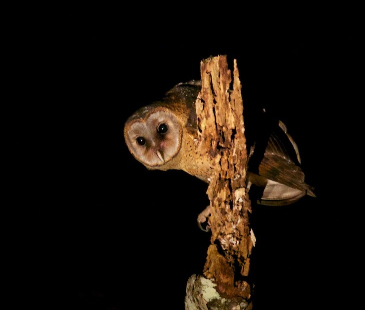 Sulawesi Masked Owl peers over a branch toward the photographer by Eric Barnes