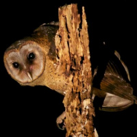 Sulawesi Masked Owl