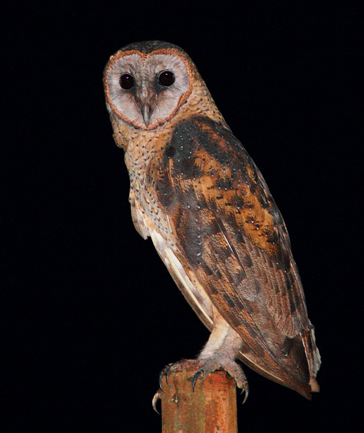 A side portrait of a Sulawesi Masked Owl on a fence post at night by Rob Hutchinson