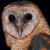 Sulawesi Masked Owl