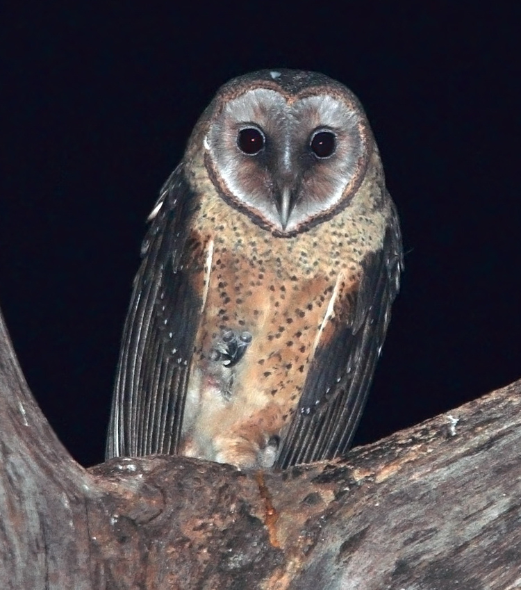 A Sulawesi Masked Owl with its foot pulled up against its front by Rob Hutchinson