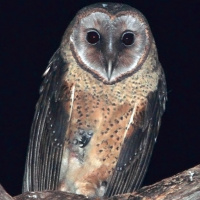 Sulawesi Masked Owl