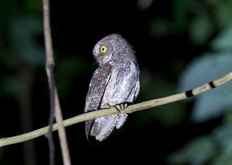 Sulawesi Scops Owl looking back over its shoulder by Eric Barnes