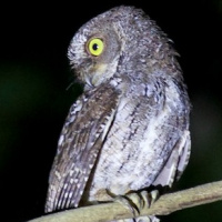 Sulawesi Scops Owl