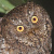 Sulawesi Scops Owl