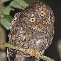 Sulawesi Scops Owl