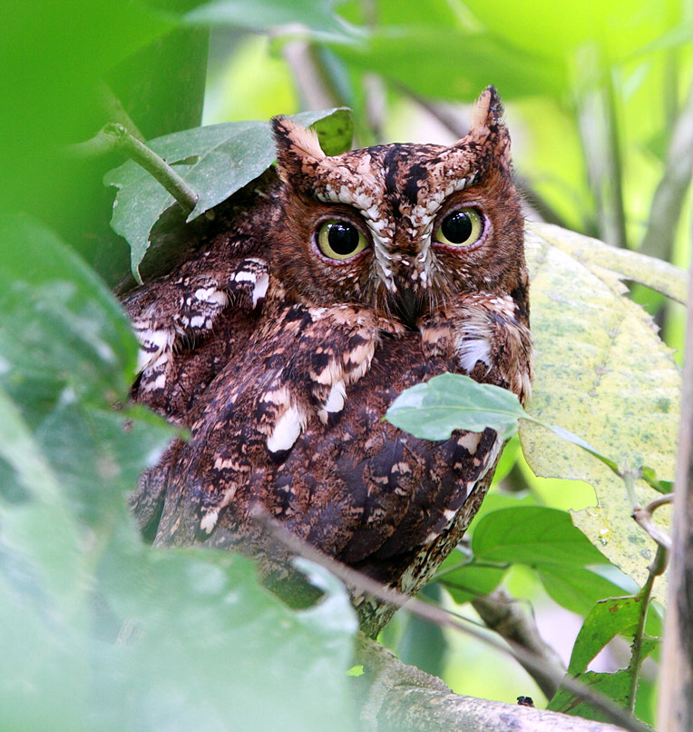 close up of Sulawesi Scops Owls at roost by Rob Hutchinson