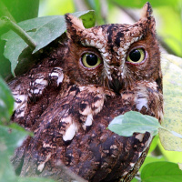 Sulawesi Scops Owl