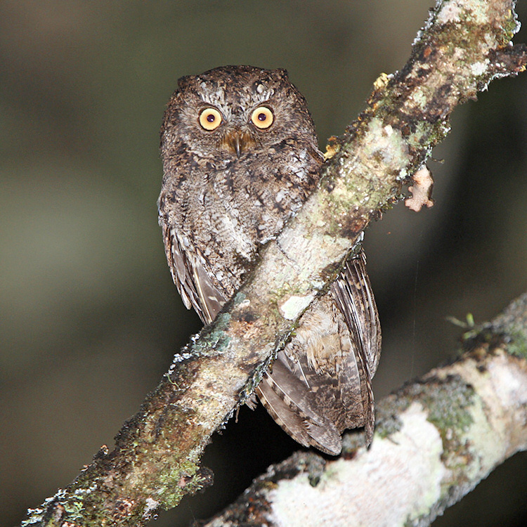 Sulawesi Scops Owl on a large branch at night by Rob Hutchinson