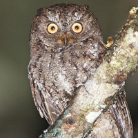 Sulawesi Scops Owl