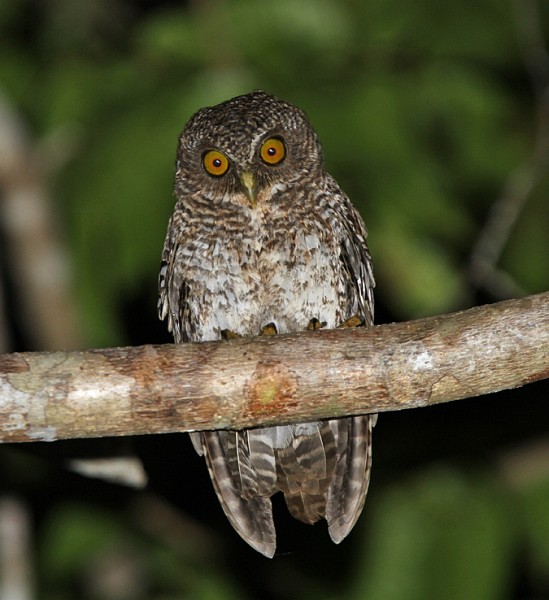 Sulu Hawk Owl looks down from a branch at night by Rob Hutchinson
