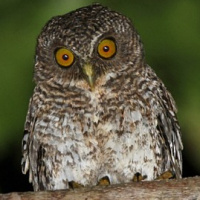 Sulu Hawk Owl