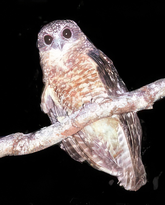 Sumba Boobook perched on a branch at night by J. Olsen & S. Trost 