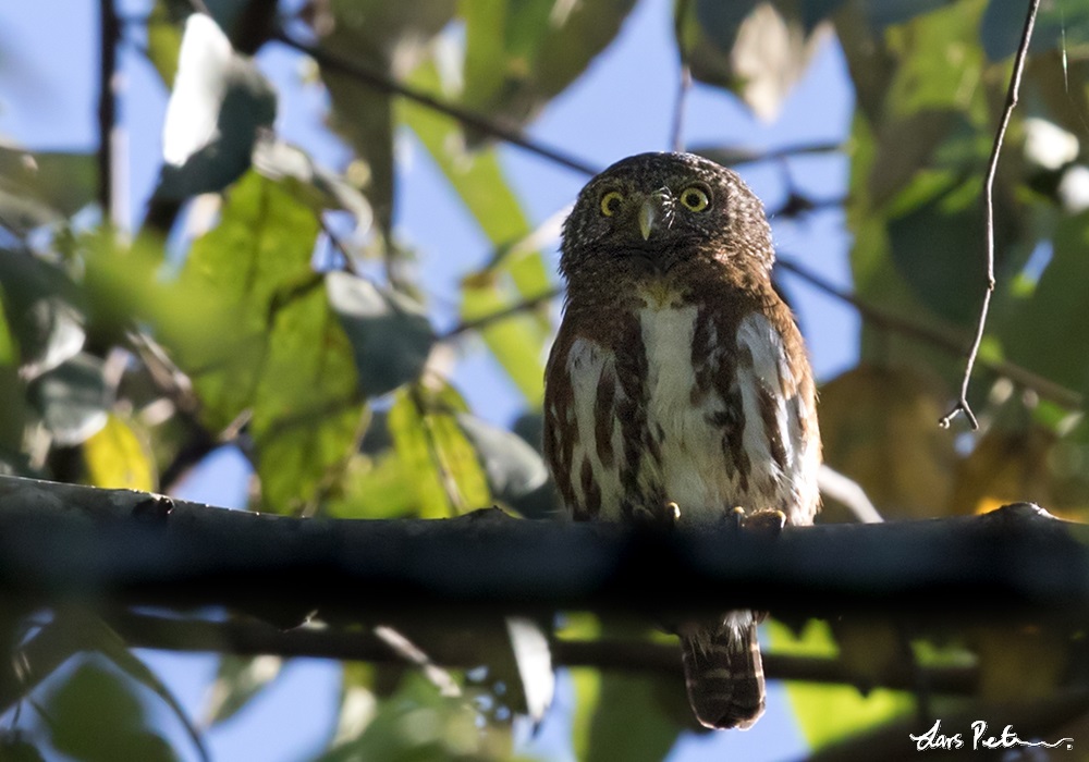 Sunda Owlet perched on a branch in the daytime by Lars Petersson