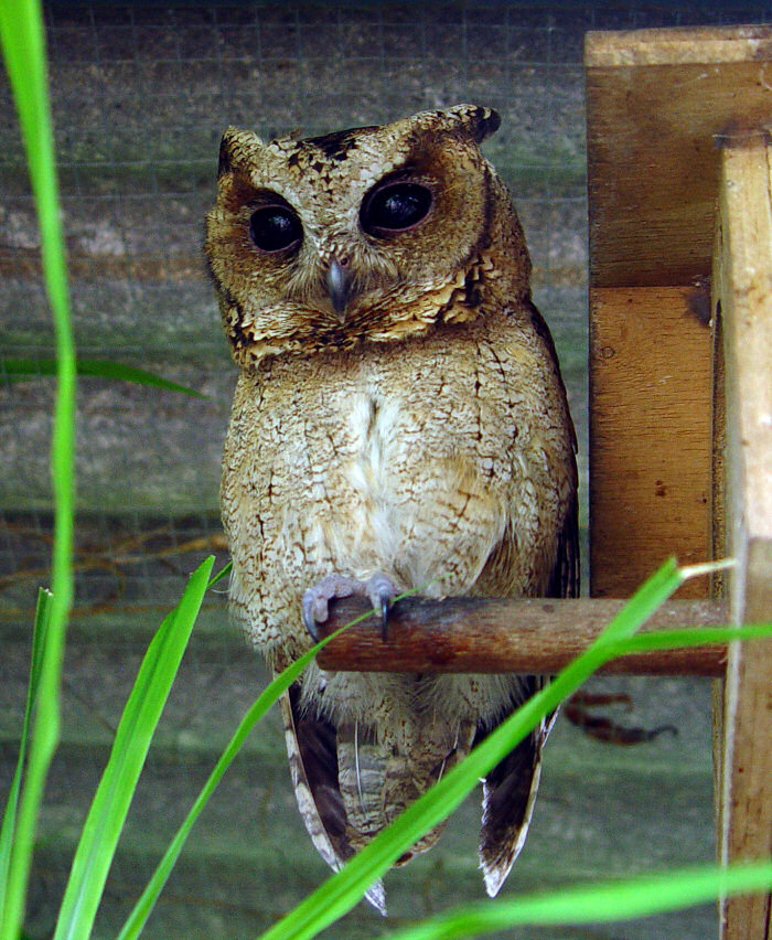 Sunda Scops Owl on a perch outside a nest box by Dieter Stenner