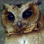 Sunda Scops Owl