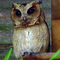 Sunda Scops Owl