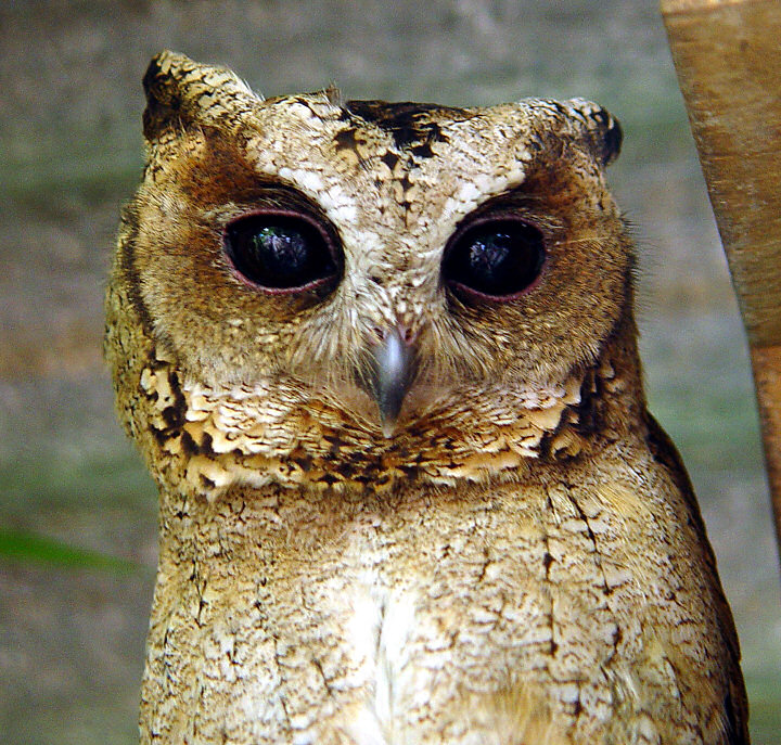 Close up portrait of a Sunda Scops Owl by Dieter Stenner