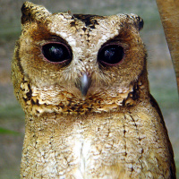 Sunda Scops Owl