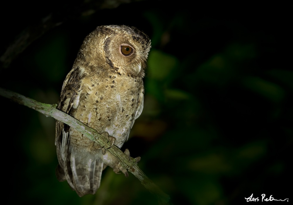 Sunda Scops Owl perched on a branch looking to the side by Lars Petersson