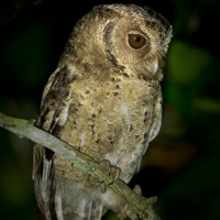 Sunda Scops Owl