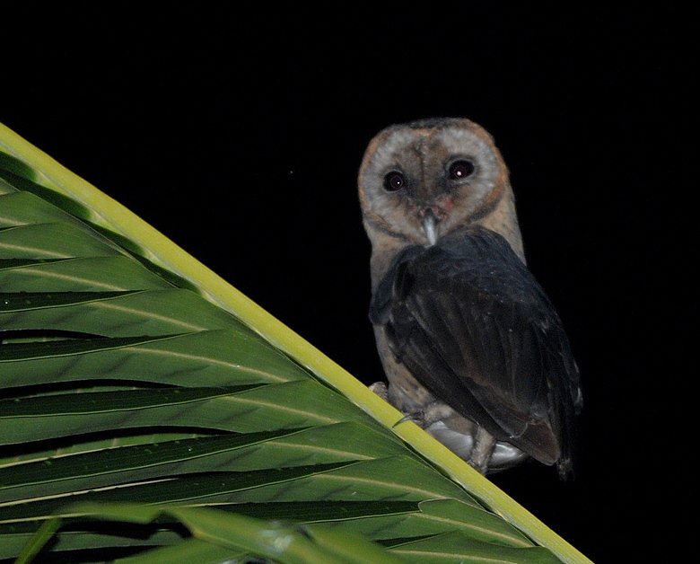 Taliabu Masked Owl looks over its shoulder while perched at night by Bram Demeulemeester