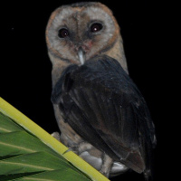 Taliabu Masked Owl