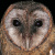 Taliabu Masked Owl