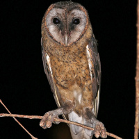 Taliabu Masked Owl