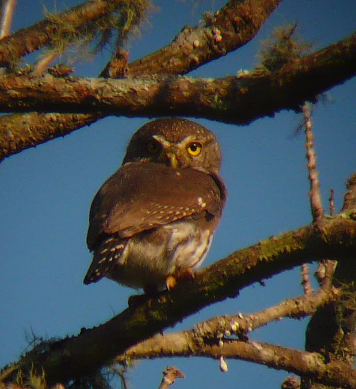 Rear view of a Tamaulipas Pygmy Owl looking back at us by Adam Kent