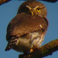 Tamaulipas Pygmy Owl