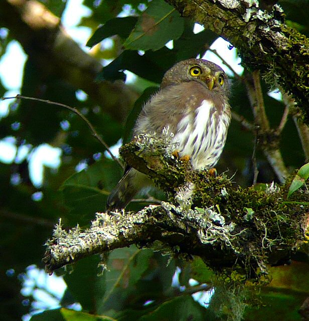 Tamaulipas Pygmy Owl perched on a broken, lichen covered branch by Adam Kent