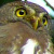 Tamaulipas Pygmy Owl