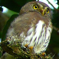 Tamaulipas Pygmy Owl